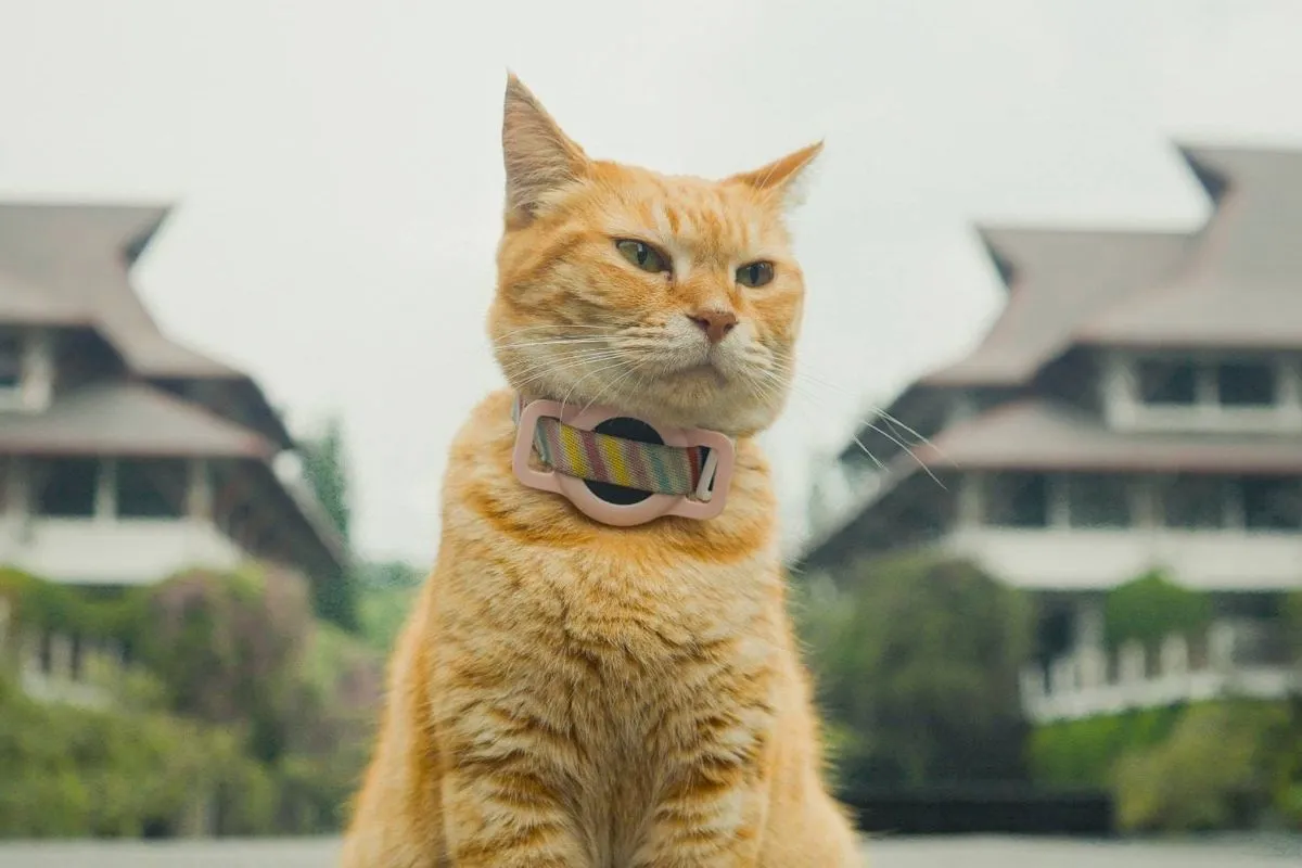 SITI, KUCING KAMPUS ITB YANG BINTANGI FILM "MEONG!" HINGGA RAIH PENGHARGAAN INTERNASIONAL